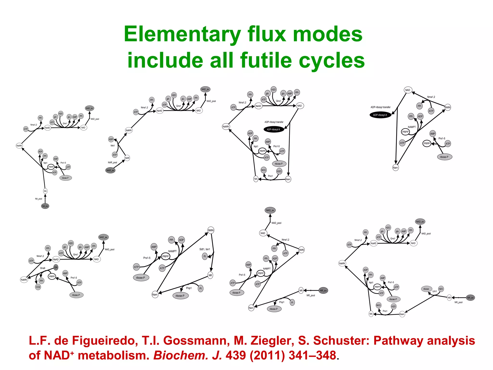 Elementary flux modes
include all futile cycles
AMP
ribose-P
Prs1-5
ATP
AMP
NaAD NAD
NaMN
PRPP
Qns1
ATP
gln
H2O
glu
NAD_pool
NAD_ex
Nma1,2
ATP
Bna6 QA
CO2
PPi
PPi
PPi
AMP
ribose-P
Prs1-5
ATP
AMP
NA
NaAD NAD
NaMN
Qns1
ATP
gln
H2O
glu
NAD_pool
NAD_ex
Npt1
NA_pool
NA_ex
Nma1,2
ATP
PPi
PRPP
PPi
PPi
ATP
ADP
AMP
ribose-P
Prs1-5
ATP
Nam
NR
NMN
NAMPT
Sdt1, Isn1
Pi
Pnp1 Pi
ribose-P
PRPP
PPi
ATP
ADP
AMP
NaAD NAD
NaMN
NAR
Qns1ATP
gln
H2O
glu
NAD_pool
NAD_ex
NAR_pool
NAR_ex
Nma1,2
ATP
Nrk1
ATP
ADP
PPi
PPi
AMP
ribose-P
Prs1-5
ATP
AMP
NA
NaAD NAD
Nam
NaMN
NR
Pnc1
H2ONH3
Qns1ATP
gln
H2O
glu
NAD_pool
NAD_ex
NR_pool
NR_ex
Npt1
Nma1,2
ATP
PPi
Urh1
H2Oribose
PRPP
PPi
PPi
ATP
ADP
NAD
Nam
NR
NMN
NAD_pool
NAD_ex
NAMPT
NR_pool
NR_ex
Nma1,2
ATP
Pnp1 Pi
ribose-P
PPi
PRPP
PPi
ATP
ADP
AMP
ribose-P
Prs1-5
ATP
AMP
ribose-P
Prs1-5
ATP
AMP
NA
NaAD NAD
Nam
NaMN
ADP-ribosyl transfer
ADP-ribosyl-X
Pnc1
H2ONH3
Qns1ATP
gln
H2O
glu
Npt1
Nma1,2
ATP
PPi
PRPP
PPi
PPi
ATP
ADP
NAD
Nam
NMNADP-ribosyl transfer
NAMPT
Nma1,2
ATP
PPi
PRPP
PPi
ATP
ADP
ADP-ribosyl-X
AMP
ribose-P
Prs1-5
ATPPRPP
L.F. de Figueiredo, T.I. Gossmann, M. Ziegler, S. Schuster: Pathway analysis
of NAD+
metabolism. Biochem. J. 439 (2011) 341–348.
 