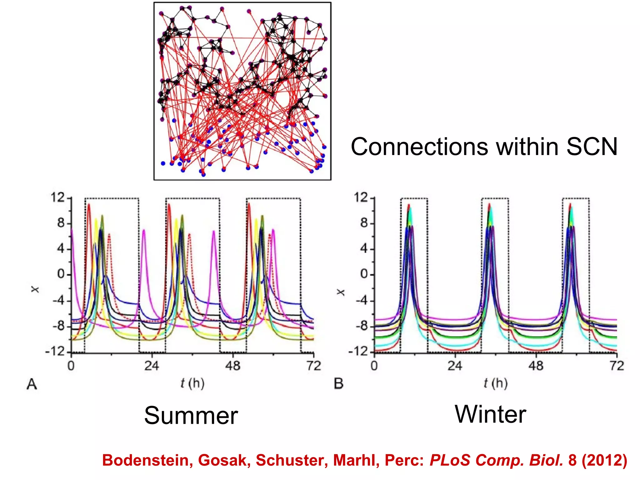 Summer Winter
Connections within SCN
Bodenstein, Gosak, Schuster, Marhl, Perc: PLoS Comp. Biol. 8 (2012)
 