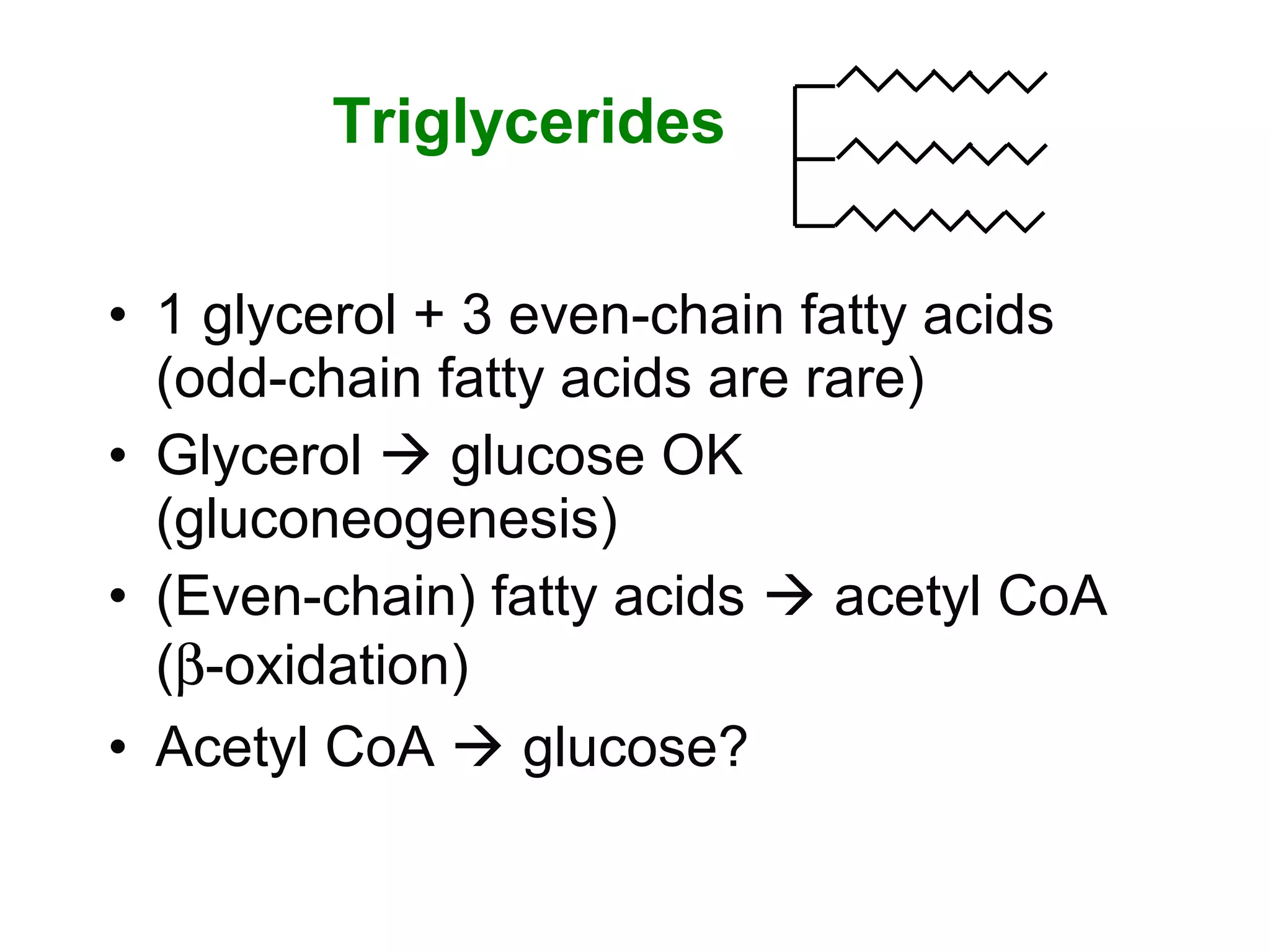 • 1 glycerol + 3 even-chain fatty acids
(odd-chain fatty acids are rare)
• Glycerol  glucose OK
(gluconeogenesis)
• (Even-chain) fatty acids  acetyl CoA
(β-oxidation)
• Acetyl CoA  glucose?
Triglycerides
 