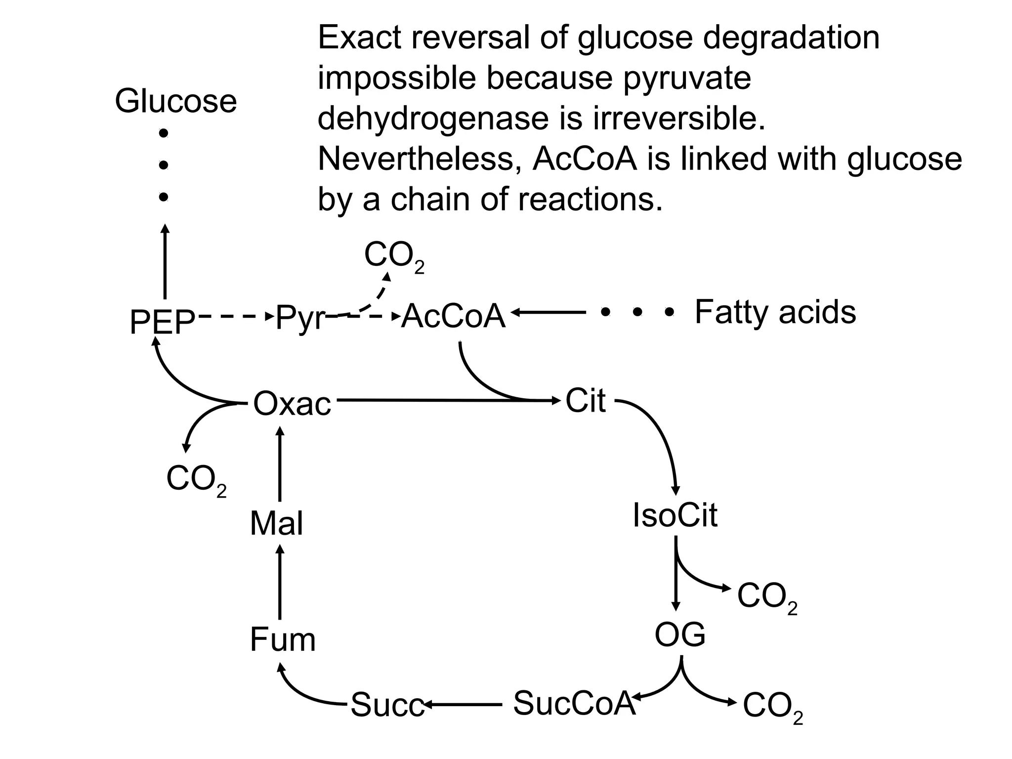Glucose
AcCoA
Cit
IsoCit
OG
SucCoA
PEP
Oxac
Mal
Fum
Succ
Pyr
CO2
CO2
CO2
CO2
Exact reversal of glucose degradation
impossible because pyruvate
dehydrogenase is irreversible.
Nevertheless, AcCoA is linked with glucose
by a chain of reactions.
Fatty acids
 