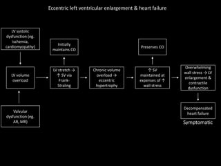 Eccentric left ventricular enlargement & heart failure
LV systolic
dysfunction (eg.
ischemia,
cardiomyopathy)
LV volume
overload
Valvular
dysfunction (eg.
AR, MR)
LV stretch →
↑ SV via
Frank-
Straling
Initially
maintains CO
Chronic volume
overload →
eccentric
hypertrophy
↑ SV
maintained at
expenses of ↑
wall stress
Overwhelming
wall stress → LV
enlargement &
contractile
dysfunction
Preserves CO
Decompensated
heart failure
Symptomatic
 