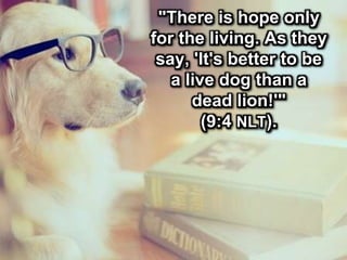"There is hope only
for the living. As they
say, 'It's better to be
a live dog than a
dead lion!'"
(9:4 NLT).
 