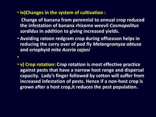 • Iv)Changes in the system of cultivation :
• Change of banana from perennial to annual crop reduced
the infestation of banana rhizome weevil Cosmopolitus
sordidus in addition to giving increased yields.
• Avoiding ratoon redgram crop during offseason helps in
reducing the carry over of pod fly Melangromyza obtusa
and eriophyid mite Aceria cajani
•
• v) Crop rotation: Crop rotation is most effective practice
against pests that have a narrow host range and dispersal
capacity. Lady’s finger followed by cotton will suffer from
increased infestation of pests. Hence if a non-host crop is
grown after a host crop,it reduces the pest population.
 