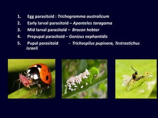1. Egg parasitoid : Trichogramma australicum
2. Early larval parasitoid – Apanteles taragama
3. Mid larval parasitoid – Bracon hebtor
4. Prepupal parasitoid – Gonizus nephantidis
5. Pupal parasitoid - Trichospilus pupivora, Testrastichus
israeli
 