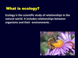 What is ecology?
Ecology is the scientific study of relationships in the
natural world. It includes relationships between
organisms and their environments .
 