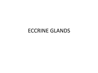 ECCRINE GLANDS
 