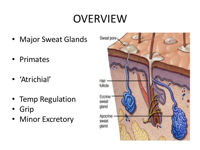 eccrine glands by aseem