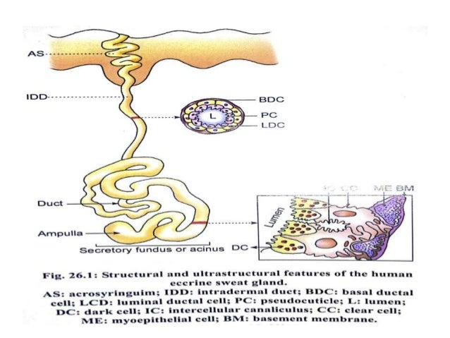eccrine glands by aseem