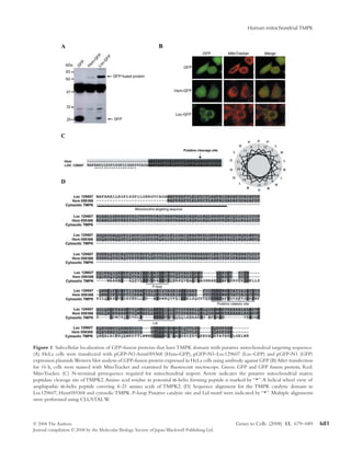 Human mitochondrial TMPK
© 2008 The Authors Genes to Cells (2008) 13, 679–689
Journal compilation © 2008 by the Molecular ...