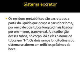 Os resíduos metabólicos são excretados a partir do líquido que ocupa o pseudoceloma, por meio de dois tubos longitudinais ligados por um menor, transversal. A distribuição desses tubos, no corpo, dá a eles o nome de tubos em "H". Os dois ramos longitudinais do sistema se abrem em orifícios próximos da boca. 