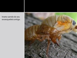 Inseto saindo do seu exoesqueleto antigo. 