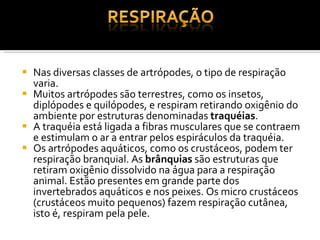 Nas diversas classes de artrópodes, o tipo de respiração varia. Muitos artrópodes são terrestres, como os insetos, diplópodes e quilópodes, e respiram retirando oxigênio do ambiente por estruturas denominadas  traquéias . A traquéia está ligada a fibras musculares que se contraem e estimulam o ar a entrar pelos espiráculos da traquéia. Os artrópodes aquáticos, como os crustáceos, podem ter respiração branquial. As  brânquias  são estruturas que retiram oxigênio dissolvido na água para a respiração animal. Estão presentes em grande parte dos invertebrados aquáticos e nos peixes. Os micro crustáceos (crustáceos muito pequenos) fazem respiração cutânea, isto é, respiram pela pele. 