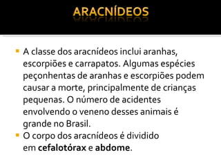 A classe dos aracnídeos inclui aranhas, escorpiões e carrapatos. Algumas espécies peçonhentas de aranhas e escorpiões podem causar a morte, principalmente de crianças pequenas. O número de acidentes envolvendo o veneno desses animais é grande no Brasil. O corpo dos aracnídeos é dividido em  cefalotórax  e  abdome . 