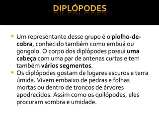 Um representante desse grupo é o  piolho-de-cobra , conhecido também como embuá ou gongolo. O corpo dos diplópodes possui  uma cabeça  com uma par de antenas curtas e tem também  vários segmentos . Os diplópodes gostam de lugares escuros e terra úmida. Vivem embaixo de pedras e folhas mortas ou dentro de troncos de árvores apodrecidos. Assim como os quilópodes, eles procuram sombra e umidade. 