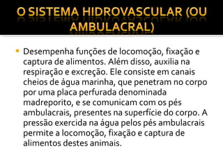 Desempenha funções de locomoção, fixação e captura de alimentos. Além disso, auxilia na respiração e excreção. Ele consiste em canais cheios de água marinha, que penetram no corpo por uma placa perfurada denominada madreporito, e se comunicam com os pés ambulacrais, presentes na superfície do corpo. A pressão exercida na água pelos pés ambulacrais permite a locomoção, fixação e captura de alimentos destes animais. 