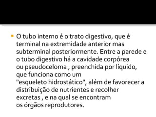 O tubo interno é o trato digestivo, que é terminal na extremidade anterior mas subterminal posteriormente. Entre a parede e o tubo digestivo há a cavidade corpórea ou pseudoceloma , preenchida por líquido, que funciona como um "esqueleto hidrostático", além de favorecer a distribuição de nutrientes e recolher excretas , e na qual se encontram os órgãos reprodutores. 