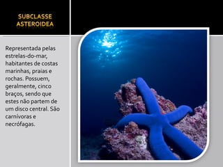 Representada pelas estrelas-do-mar, habitantes de costas marinhas, praias e rochas. Possuem, geralmente, cinco braços, sendo que estes não partem de um disco central. São carnívoras e necrófagas. 