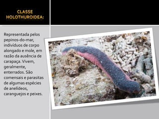 Representada pelos pepinos-do-mar, indivíduos de corpo alongado e mole, em razão da ausência de carapaça. Vivem, geralmente, enterrados. São comensais e parasitas de algumas espécies de anelídeos, caranguejos e peixes. 