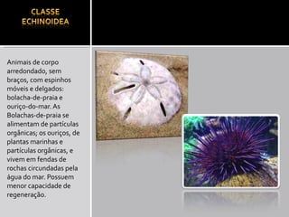 Animais de corpo arredondado, sem braços, com espinhos móveis e delgados: bolacha-de-praia e ouriço-do-mar. As Bolachas-de-praia se alimentam de partículas orgânicas; os ouriços, de plantas marinhas e partículas orgânicas, e vivem em fendas de rochas circundadas pela água do mar. Possuem menor capacidade de regeneração. 