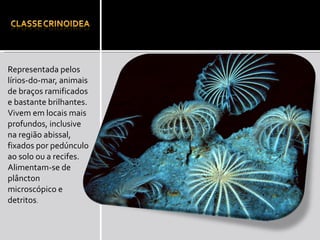 Representada pelos lírios-do-mar, animais de braços ramificados e bastante brilhantes. Vivem em locais mais profundos, inclusive na região abissal, fixados por pedúnculo ao solo ou a recifes. Alimentam-se de plâncton microscópico e detritos . 