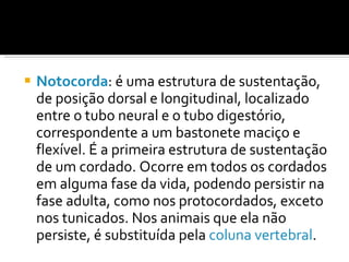 Notocorda : é uma estrutura de sustentação, de posição dorsal e longitudinal, localizado entre o tubo neural e o tubo digestório, correspondente a um bastonete maciço e flexível. É a primeira estrutura de sustentação de um cordado. Ocorre em todos os cordados em alguma fase da vida, podendo persistir na fase adulta, como nos protocordados, exceto nos tunicados. Nos animais que ela não persiste, é substituída pela  coluna vertebral . 