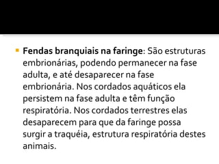 Fendas branquiais na faringe : São estruturas embrionárias, podendo permanecer na fase adulta, e até desaparecer na fase embrionária. Nos cordados aquáticos ela persistem na fase adulta e têm função respiratória. Nos cordados terrestres elas desaparecem para que da faringe possa surgir a traquéia, estrutura respiratória destes animais. 