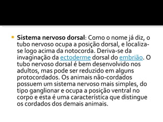 Sistema nervoso dorsal : Como o nome já diz, o tubo nervoso ocupa a posição dorsal, e localiza-se logo acima da notocorda. Deriva-se da invaginação da  ectoderme  dorsal do  embrião . O tubo nervoso dorsal é bem desenvolvido nos adultos, mas pode ser reduzido em alguns protocordados. Os animais não-cordados possuem um sistema nervoso mais simples, do tipo ganglionar e ocupa a posição ventral no corpo e esta é uma característica que distingue os cordados dos demais animais. 