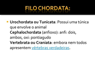 Urochordata ou Tunicata : Possui uma túnica que envolve o animal Cephalochordata  (anfioxo): anfi: dois, ambos, oxi: pontiagudo Vertebrata ou Craniata : embora nem todos apresentem  vértebras verdadeiras . 