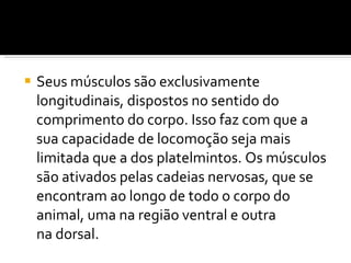 Seus músculos são exclusivamente longitudinais, dispostos no sentido do comprimento do corpo. Isso faz com que a sua capacidade de locomoção seja mais limitada que a dos platelmintos. Os músculos são ativados pelas cadeias nervosas, que se encontram ao longo de todo o corpo do animal, uma na região ventral e outra na dorsal. 