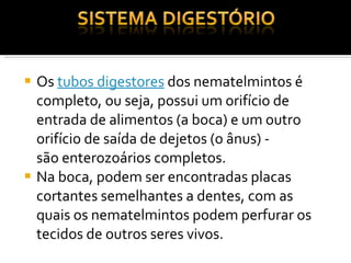Os  tubos digestores  dos nematelmintos é completo, ou seja, possui um orifício de entrada de alimentos (a boca) e um outro orifício de saída de dejetos (o ânus) - são enterozoários completos. Na boca, podem ser encontradas placas cortantes semelhantes a dentes, com as quais os nematelmintos podem perfurar os tecidos de outros seres vivos. 