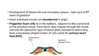 Mesodermal Heart Heart development | PPTX