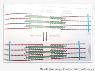Muscle Physiology: Contractibility of Muscles
 