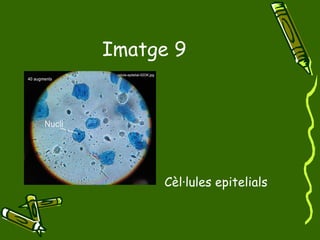 Imatge 9 Cèl·lules epitelials 