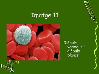 Imatge 11 Glòbuls vermells i glòbuls blancs 