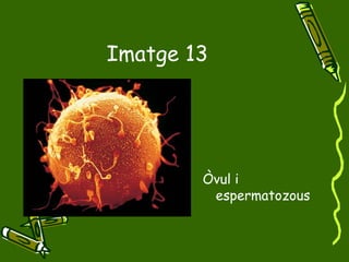 Imatge 13 Òvul i espermatozous 