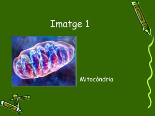 Imatge 1 Mitocòndria 