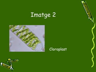 Imatge 2 Cloroplast 