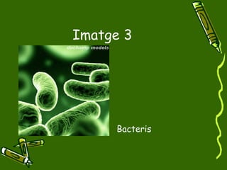 Imatge 3 Bacteris 