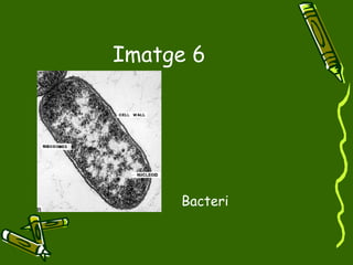 Imatge 6 Bacteri 