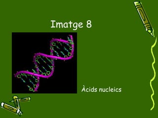 Imatge 8 Àcids nucleics 