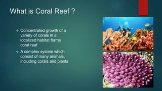 Coral Reefs | PPT