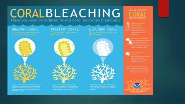 Coral Reefs