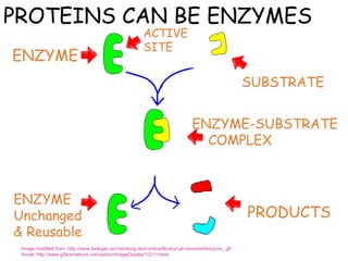 EC Enzymes Power point Lesson for Senior High | PPT