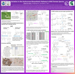 Variation in the Acylsucrose Biosynthetic Pathway in Wild Tomato Species
Abigail M. Miller1, Pengxiang Fan1, and Robert L. Last1,2
1Department of Biochemistry and Molecular Biology, 2Department of Plant Biology, Michigan State Univeristy, East Lansing, MI 48824, United States of America
Abstract: Acylsugars are specialized metabolites secreted from the tip cells of the type I/IV trichomes on leaves and stems of plants in the Solanaceae family. These specialized sugars serve as an insect defense compound for the plant. The cultivated tomato,
Solanum lycopersicum, has a pathway that involves four acylsugar acyltransferase (ASAT) enzymes, which produce a tri- and tetra-acylated sucrose sugars (F-type), whereas in the wild relative, Solanum pennellii, the pathway has diverged, producing a different type
of acylsugar with all acyl chains attached to the six membered sucrose pyranose ring (P-type). This divergence in enzyme function potentially correlates to an evolutionary loss or gain of function in the acylsugar biosynthesis pathway. Through alignment of
sequences of ASAT2 and ASAT3 from the wild relatives, amino acid regions were found to correlate to specific function differences in the pathway divergence. Using protein homology modeling, mutagenesis, and quantitative measurement of the acylsugar products
through mass spectroscopy, specific amino acids were found that can change the in vitro function of the ASAT2 and ASAT3 from both S. lycopersicum and S. pennellii.
1. Background
Acylsucrose molecule
found in S. lycopersicum,
the cultivated tomato.
Hornworms eat trichomes as one of their first meals, thus
attracting them to predators.
3. Acyl-donor specificity
Using multiple sequence alignment, and protein homology modeling,
certain residues were found to influence acyl-donor specificity of ASAT2
in S. lycopersicum. The Phe408Val residue close to the putative binding
pocket of acyl-CoA is responsible for allowing SlASAT2 to use iC5-CoA as
an acyl-donor.
4. ASAT2 activities and acyl-acceptor specificities
The ability of SlASAT2 to use an S1:5(R4) as a substrate correlates to
the amino acid residue at position 136; whereas, the ability for SlASAT2
to use an S2:10(R2,R4) as a substrate correlates to the plants having
amino acid residue Gly at position 304.
Sl-ASAT2
With site-directed mutagenesis of Cys  Gly in SlASAT2, the enzyme
can now use S2:10(R2,R4) as a substrate along with S1:5(R2).
SlASAT2
SlASAT2_C304G
1777ASAT2
Control
S2:10(R2,R4)
S3:22(R2,R3,R4)
S3:22(R2,R3,R4)
SlASAT2_C304G
iC5-CoA
aiC5-CoA
nC12-CoA
The site-directed mutagenesis of the S. pennellii ASAT2
HisCysGluTyr allows this enzyme to use S1:5 as a substrate to
make S2:10(5,5), and S2:17(5,12).
SpASAT2_HC-QY + iC5-CoA, aiC5-CoA, and nC12-CoA + S1:5(R2)
5. Summary
6. References
Fan P, Miller AM, Schilmiller AL, Liu X, Ofner I, Jones AD, Zamir D, Last RL, (2016) In vitro reconstruction and analysis of evolutionary variation of the tomato acylsucrose metabolic network. Proc Natl Acad Sci USA 113:2 E239-
E248.
Schilmiller AL, Charbonneau AL, Last RL (2012a) Identification of a BAHD acetyltransferase that produces protective acyl sugars in tomato trichomes. Proc Natl Acad Sci USA 109(40):16377-82.
Weinhold A, Baldwin IT (2011) Trichome-derived O-acyl sugars are a first meal for caterpillars that tags them for predation. Proc Natl Acad USA 108: 7855-7859.
Kim J, Kang K, Gonzales-Vigil E. Shi F, Jones AD, Barry CS, Last RL (2012) Striking natural diversity in glandular trichome acylsugar composition is shaped by variation at the Acyltransferase2 locus in the wild tomato Solanum
habrochaites. Plant Physiol 160:1854-70.
Schillmiller A, Shi F, Kim J, Charbonneau AL, Holmes D, Jones AD, Last RL (2010) Mass spectrometry screening reveals widespread diversity in trichome specialized metabolites of tomato chromosomal substitution lines. Plant
J 62: 391-403.
Schilmiller AL, Moghe GD, Fan P, Ghosh B, Ning J, Jones AD, Last RL (2015) Functionally Divergent Alleles and Duplicated Loci Encoding an Acyltransferase Contribute to Acylsugar Metabolite Diversity in Solanum Trichomes.
Plant Cell. Doi: 10.1105/tpc.15.00087 27(4):1002-17.
Ghosh B, Westbrook T, Jones AD. 2013. Comparative structural profiling of trichome specialized metabolites in tomato (Solanum lycopersicum) and S. habrochaites: acylsugar profiles revealed by UHPLC/MS and NMR.
Metabolomics (2014) 10(3): 496-507.
Thank you to the NSF, ASPB, Michigan State University’s Biochemistry Department, and Lyman Briggs College for the funding and opportunity to do this research
over the last few years.
SpASAT3
SlASAT3_YCT-HSV
SpASAT2SlASAT3
SlASAT2
The summary of the pathway manipulation conducted through multiple
mutagenesis experiments. The explanation of the pathway divergence can
be seen through the corresponding mutations in vitro.
SlASAT2_C-G
SpASAT2_HC-QY
SpASAT3_V-L_S-HP
2. Acylsugar Acyltransferases (BAHD enzymes) plays an
important role in acylsugar diversity
ASAT
Variation in the
acyl acceptor
Variation in the
acyl donor
4. ASAT2 activities and acyl-acceptor specificities cont.3. Acyl-donor specificity cont.
S. lycopersicum ASAT3 homology model
Acyl-CoA
Y-41
F(Furanose)-Type P(Pyranose)-Type
Acylsugar variation in different
species of tomato. The diversity of
the acylsugar structures is from
variation in ASAT activity.
S. lycopersicum
S. habrochaites
S. pennellii
SlASAT3
ShASAT3
Acyl-donor specificity from Tyr41Cys mutation allows SlASAT3 to add
the long chain acyl-donor on the furanose ring.
Weinhold and Baldwin et al. 2011.
Schilmiller et al. 2010.
SlASAT3_Y-C
SlASAT3_Y-C
SlASAT2
SlASAT2_F-V
Fan et al. 2016
S1:5
ASAT2 + nC12-CoA + S2:10(R2, R4)
Poster Number: 500-052-Y
 