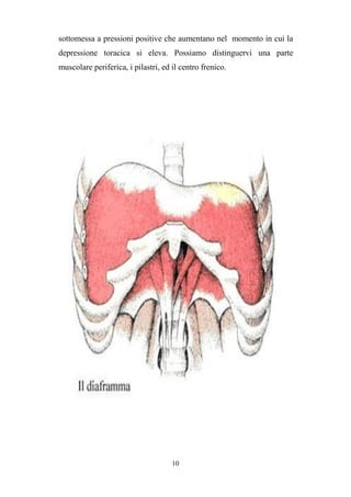 10
sottomessa a pressioni positive che aumentano nel momento in cui la
depressione toracica si eleva. Possiamo distinguervi una parte
muscolare periferica, i pilastri, ed il centro frenico.
 