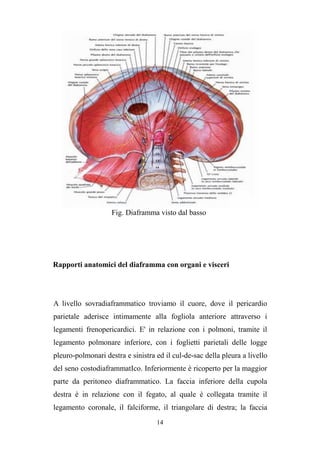 14
Fig. Diaframma visto dal basso
Rapporti anatomici del diaframma con organi e visceri
A livello sovradiaframmatico troviamo il cuore, dove il pericardio
parietale aderisce intimamente alla fogliola anteriore attraverso i
legamenti frenopericardici. E' in relazione con i polmoni, tramite il
legamento polmonare inferiore, con i foglietti parietali delle logge
pleuro-polmonari destra e sinistra ed il cul-de-sac della pleura a livello
del seno costodiaframmatIco. Inferiormente è ricoperto per la maggior
parte da peritoneo diaframmatico. La faccia inferiore della cupola
destra è in relazione con il fegato, al quale è collegata tramite il
legamento coronale, il falciforme, il triangolare di destra; la faccia
 