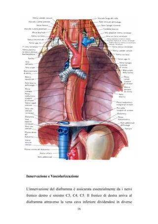 16
Innervazione e Vascolarizzazione
L'innervazione del diaframma è assicurata essenzialmente da i nervi
frenico destro e sinistro C3, C4, C5. Il frenico di destra arriva al
diaframma attraverso la vena cava inferiore dividendosi in diverse
 