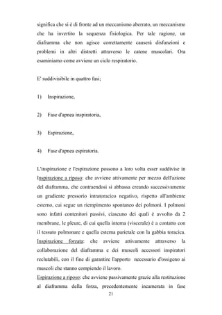 21
significa che si è di fronte ad un meccanismo aberrato, un meccanismo
che ha invertito la sequenza fisiologica. Per tale ragione, un
diaframma che non agisce correttamente causerà disfunzioni e
problemi in altri distretti attraverso le catene muscolari. Ora
esaminiamo come avviene un ciclo respiratorio.
E' suddivisibile in quattro fasi;
1) Inspirazione,
2) Fase d'apnea inspiratoria,
3) Espirazione,
4) Fase d'apnea espiratoria.
L'inspirazione e l'espirazione possono a loro volta esser suddivise in
Inspirazione a riposo: che avviene attivamente per mezzo dell'azione
del diaframma, che contraendosi si abbassa creando successivamente
un gradiente pressorio intratoracico negativo, rispetto all'ambiente
esterno, cui segue un riempimento spontaneo dei polmoni. I polmoni
sono infatti contenitori passivi, ciascuno dei quali è avvolto da 2
membrane, le pleure, di cui quella interna (viscerale) è a contatto con
il tessuto polmonare e quella esterna parietale con la gabbia toracica.
Inspirazione forzata: che avviene attivamente attraverso la
collaborazione del diaframma e dei muscoli accessori inspiratori
reclutabili, con il fine di garantire l'apporto necessario d'ossigeno ai
muscoli che stanno compiendo il lavoro.
Espirazione a riposo: che avviene passivamente grazie alla restituzione
al diaframma della forza, precedentemente incamerata in fase
 