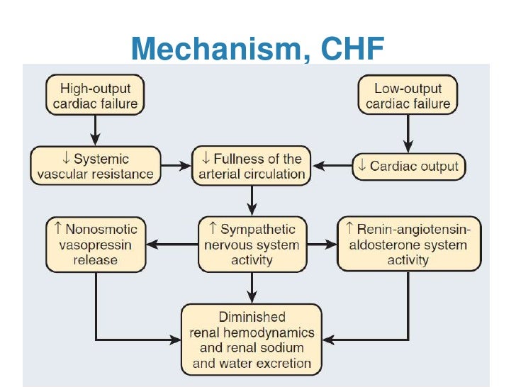 Extracellular fluid homeostasis