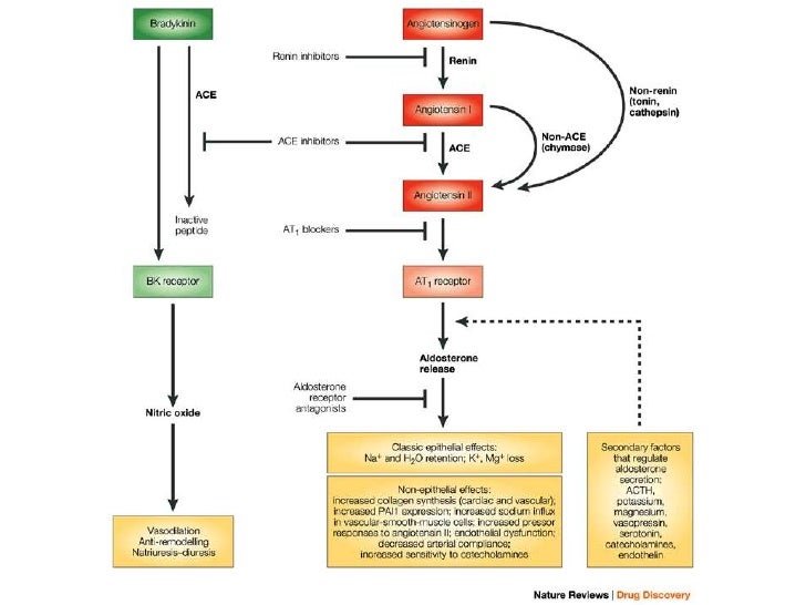 Extracellular fluid homeostasis